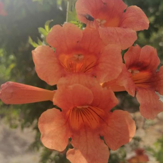 خانم نوایی